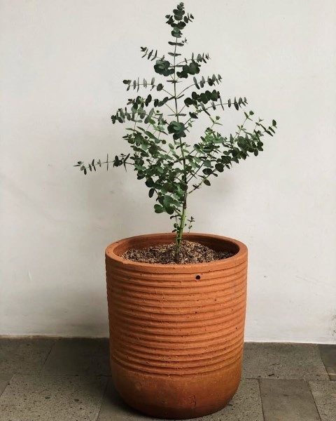 خرید گیاه اکالیپتوس برای تزئین فضای داخلی خانه