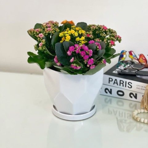 خرید کالانکوئه برای فضای سبز داخلی