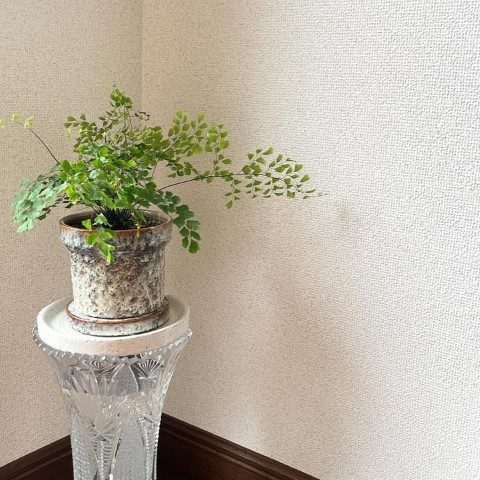 گیاه پرسیاوشان برای تزئین دفتر کار مدرن