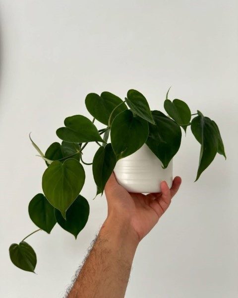 استفاده از فیلودندرون برگ قلبی در فضای سبز داخلی
