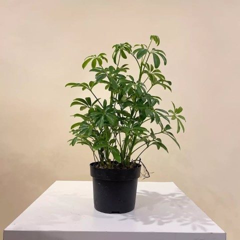 خرید شفلرا برای دکوراسیون داخلی خانه‌های کوچک