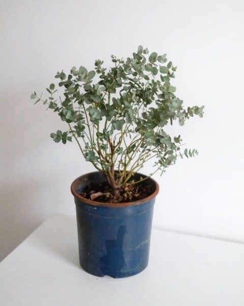 سفارش آنلاین گیاه اکالیپتوس برای تزئین محل کار