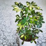 سفارش شفلرا برای فضاهای خشک و کم نور