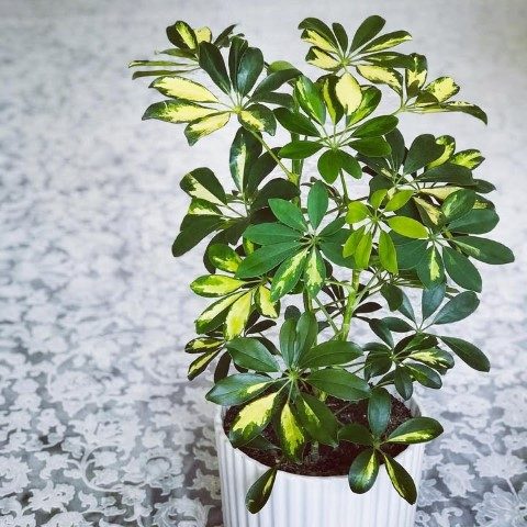 سفارش شفلرا برای فضاهای خشک و کم نور سفارش شفلرا برای فضاهای خشک و کم نور