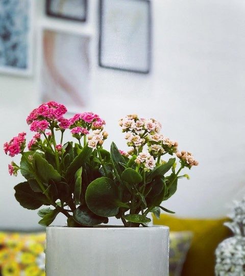 خرید کالانکوئه برای تزئین محیط‌های تجاری