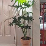 استفاده از فیلودندرون برگ انجیری در فضای تجاری