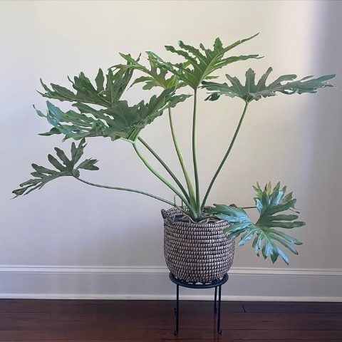 فیلودندرون برگ انجیری گیاهی عالی برای فضای سبز