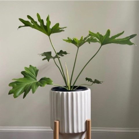 فیلودندرون برگ انجیری برای فضاهای داخلی با نور طبیعی