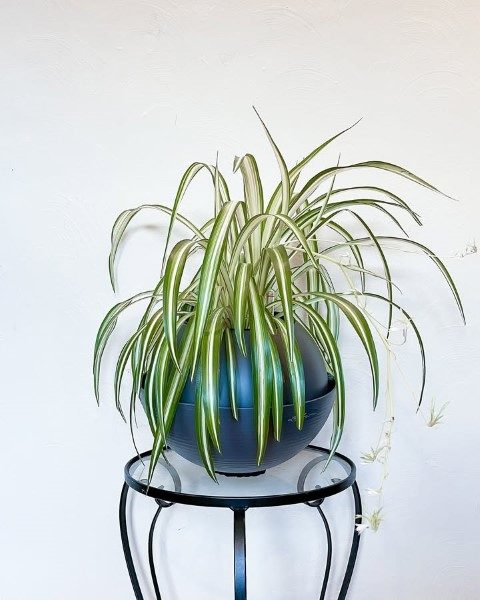 استفاده از گیاه سنجاقی در تزیین محیط‌های تجاری