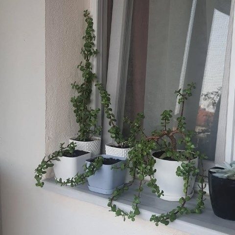 کراسولا خرفه‌ای گیاهی مناسب برای فضای بیرونی خانه
