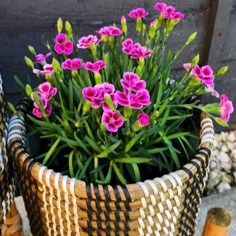 خرید میخک برای مناسبت‌های عروسی و مهمانی