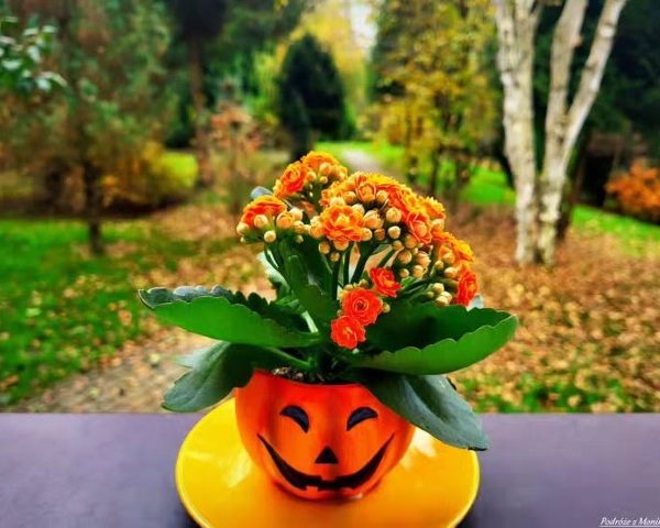 گیاه کالانکوئه برای تزئین تراس