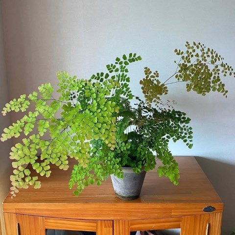 گیاه پرسیاوشان برای زیباسازی فضای داخلی کافه‌ها و رستوران‌ها