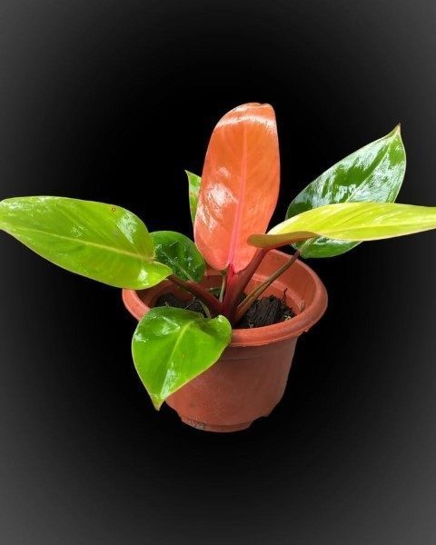 خرید فیلودندرون شاهزاده برای دکوراسیون حرفه‌ای محیط کار