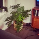 استفاده از فیلودندرون برگ انجیری برای فضاهای عمومی