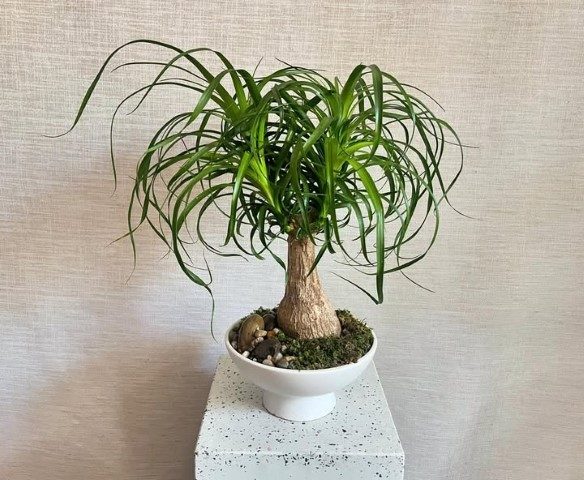 معرفی گیاه لیندا و خواص آن برای فضای سبز
