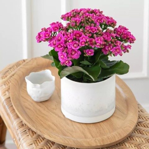 خرید کالانکوئه برای تزئین فضاهای کلاسیک