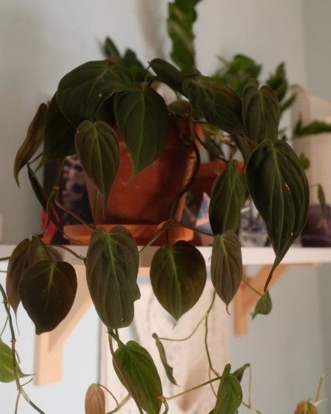 خرید فیلودندرون برگ قلبی برای طراحی داخلی خانه