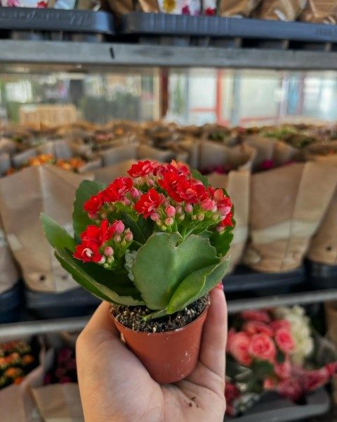 کالانکوئه برای تزئین شلف‌های دیواری