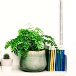 استفاده از پرسیاوشان در فضاهای تجاری و فروشگاه‌ها
