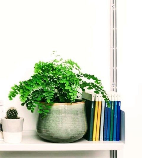 استفاده از پرسیاوشان در فضاهای تجاری و فروشگاه‌ها