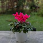 استفاده از گل سیکلامن برای طراحی داخلی کافه‌ها