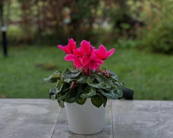 استفاده از گل سیکلامن برای طراحی داخلی کافه‌ها