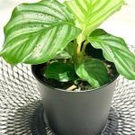 کالاتیا اوربیفولیا برای زیباسازی فضای آموزشی کودکان