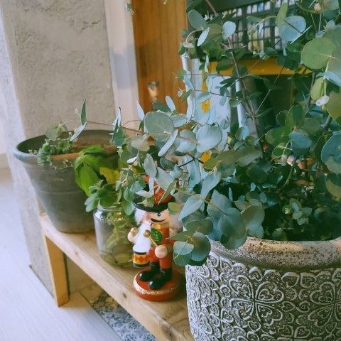 گیاه اکالیپتوس برای زیباتر کردن فضاهای باغی و پارک‌های عمومی