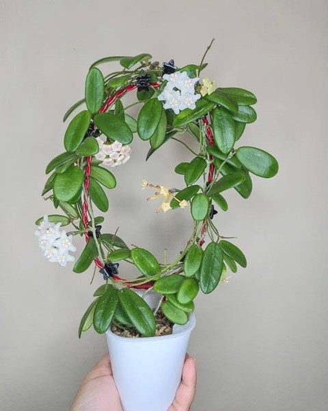 گل هویا برای طراحی فضای سبز داخلی