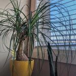 چطور نخل دم اسبی را در فصول مختلف نگهداری کنیم؟