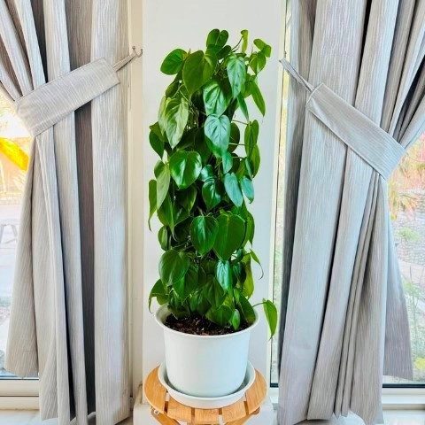 فیلودندرون برگ قلبی برای فضای تراس و بالکن