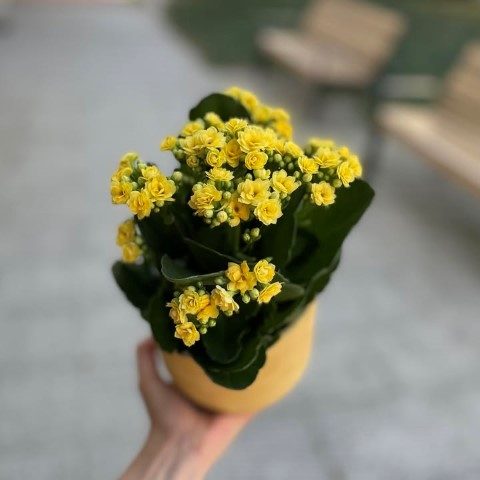 گیاه کالانکوئه برای ایجاد دکور طبیعی در اتاق