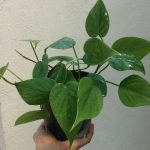 فیلودندرون برگ قلبی برای فضای نشیمن خانه