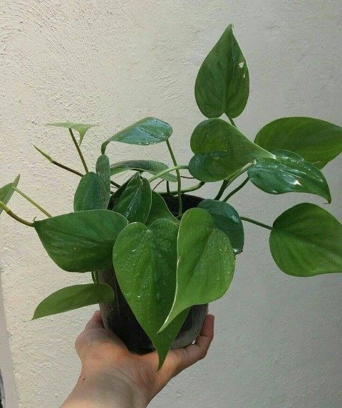 فیلودندرون برگ قلبی برای فضای نشیمن خانه