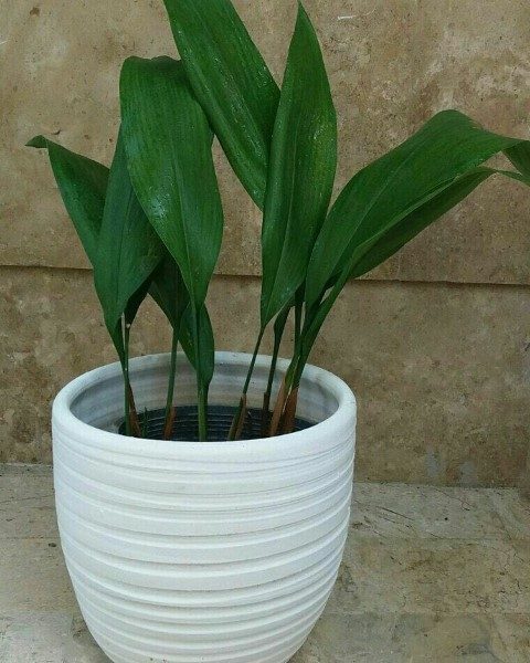 خرید برگ عبایی برای تزئین قسمت‌های مختلف خانه