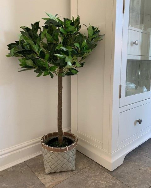 خرید برگ بو برای استفاده در آپارتمان‌های کم‌نور