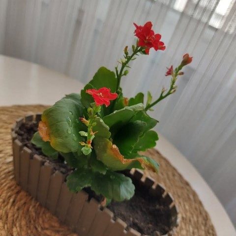 کالانکوئه گیاهی مناسب برای استفاده در فضای کم نور