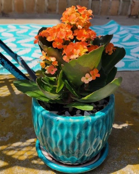 گیاه کالانکوئه برای تزئین گلخانه