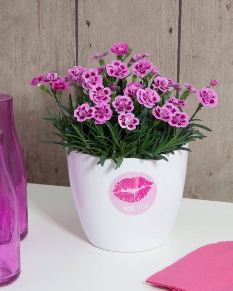 خرید میخک برای گل آرایی در مراسمات