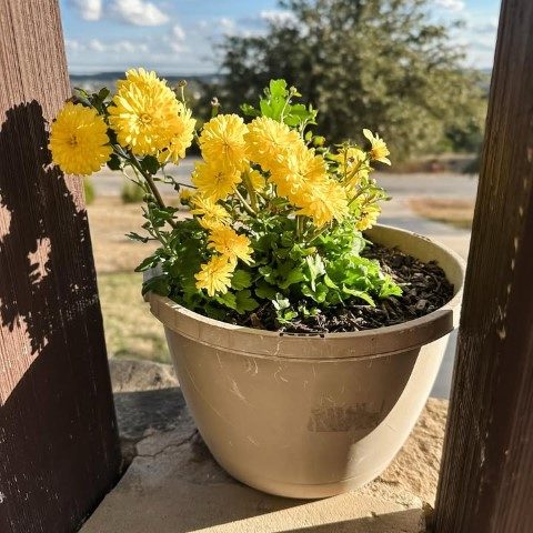 گل داوودی برای استفاده در فضاهای تجاری