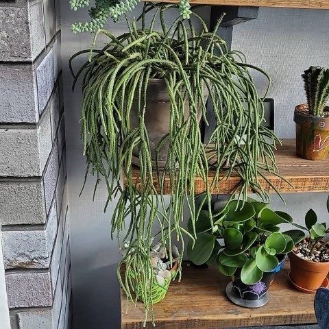 کاکتوس هنگینگ برای تزئین ورودی خانه
