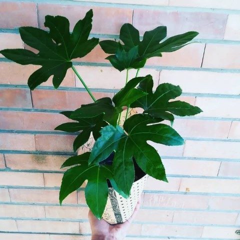 خرید آرالیای برگ پهن ژاپنی برای تزئین دکوراسیون فضای سبز آپارتمان‌ها