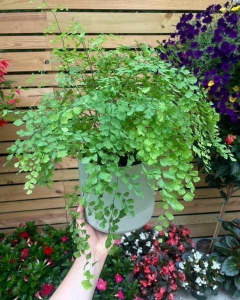 پرسیاوشان مناسب برای تزئین فضای داخلی مغازه‌ها