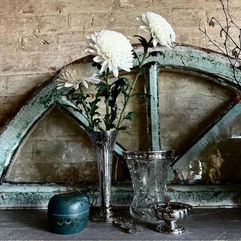 گل داوودی برای دکوراسیون فضای سبز آپارتمان