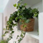 پاپیتال برای تزئین فضای سبز در باغ‌ها