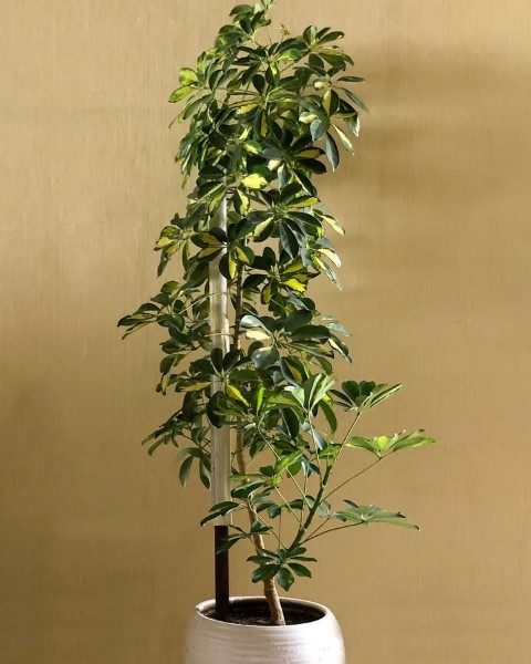 شفلرا: گیاهی ایده‌آل برای فضاهای اداری و کاری