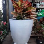 خرید گیاه کروتون برای فضای سبز