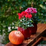 گل نگون سار: گزینه عالی برای تزیینات محیط‌های کاری