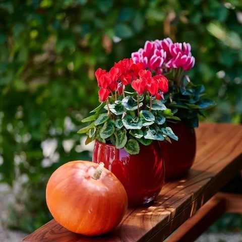 گل نگون سار: گزینه عالی برای تزیینات محیط‌های کاری